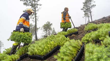 ¿Sabes cómo compensar la huella de carbono de tu empresa?