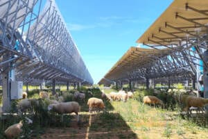 ENGIE aplica el pastoreo en la planta termosolar de HEINEKEN España en el marco de su compromiso con la sostenibilidad y la protección del entorno