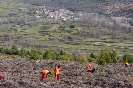 Make Americas Green Again: las multinacionales norteamericanas invierten en proyectos forestales
